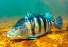 O Que os Tucunarés Gostam de Comer O Que os Tucunarés Gostam de Comer